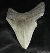 Beautiful Megalodon Tooth #939-2